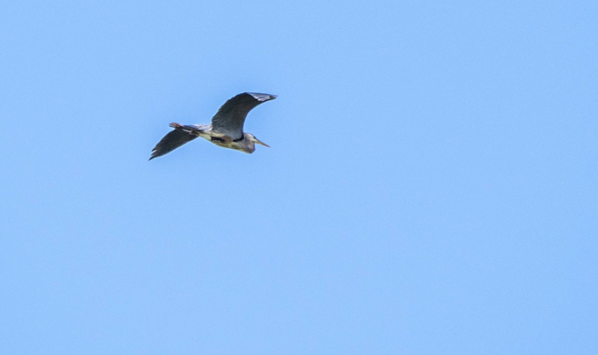 Great Blue Heron - ML620520717