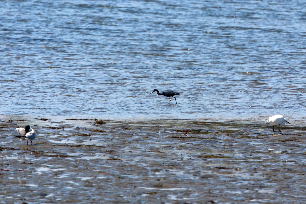 Little Blue Heron - ML620520718