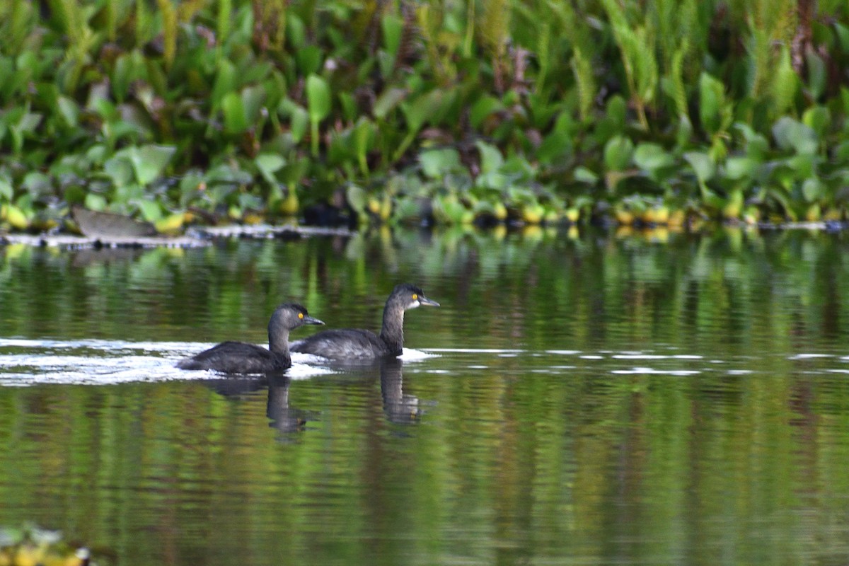 Least Grebe - ML620520719