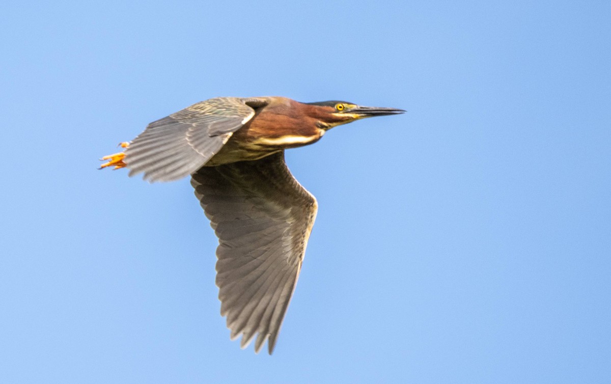 Green Heron - Matt M.