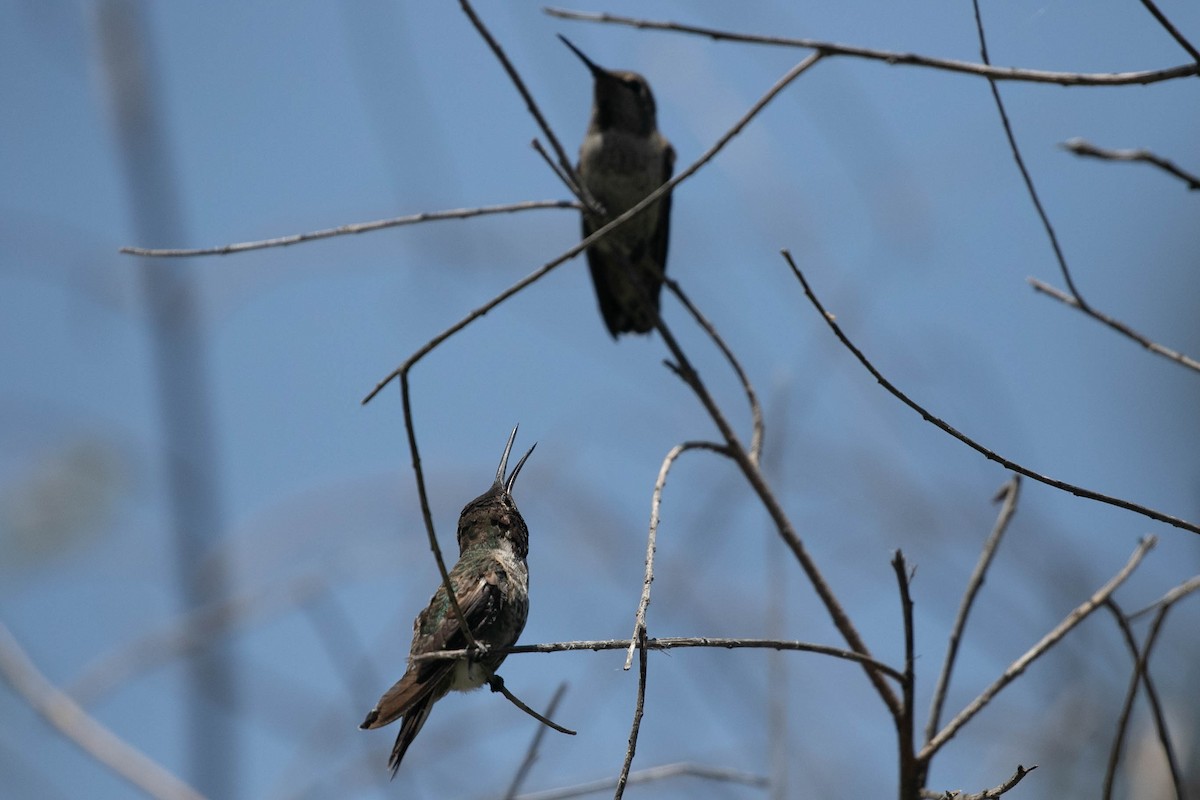 Anna's Hummingbird - ML620520724