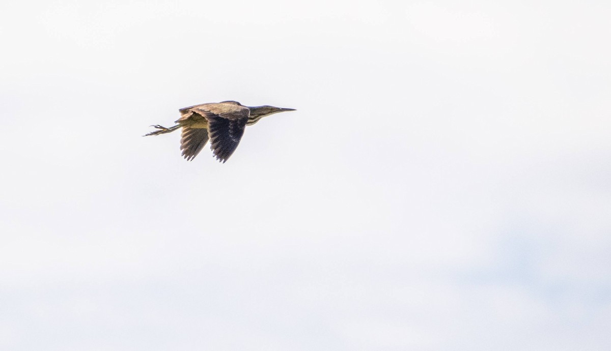 American Bittern - ML620520725