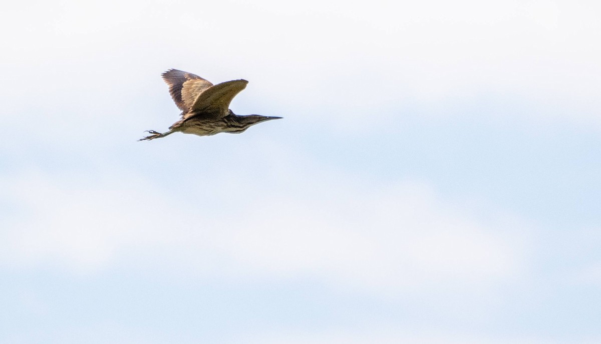 American Bittern - ML620520726