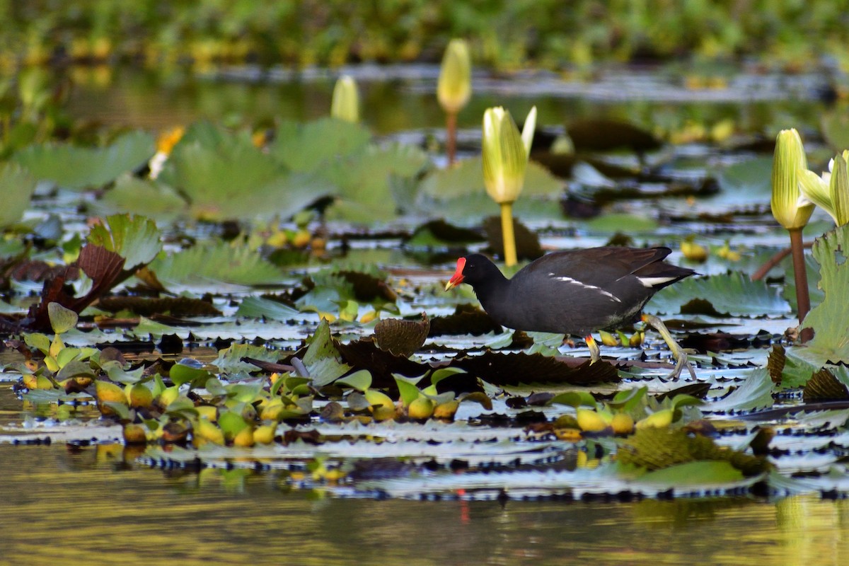 Common Gallinule - ML620520729