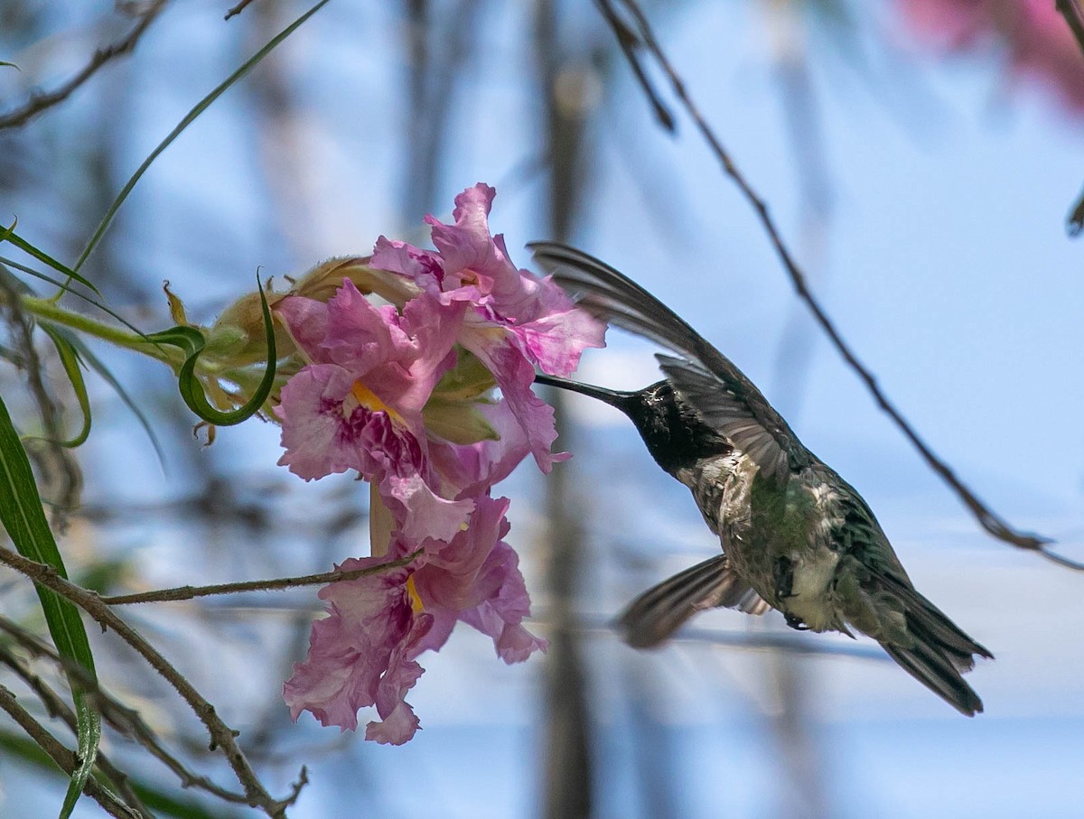 Anna's Hummingbird - Larry Schmahl