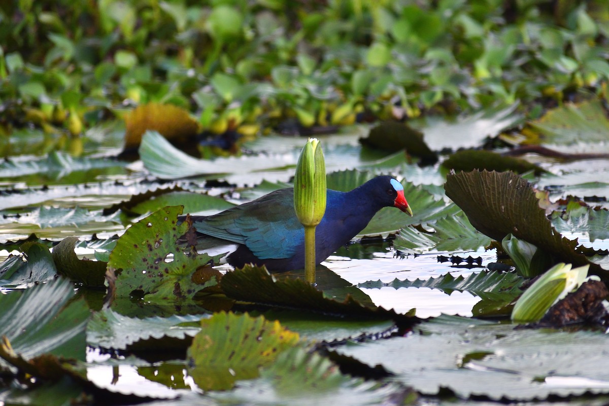 Purple Gallinule - ML620520734