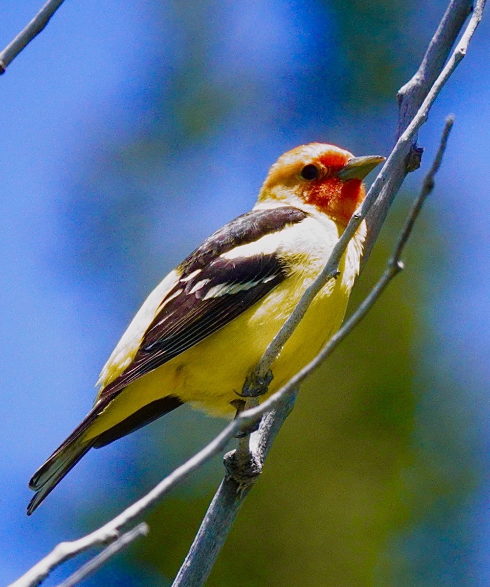 Western Tanager - ML620520735