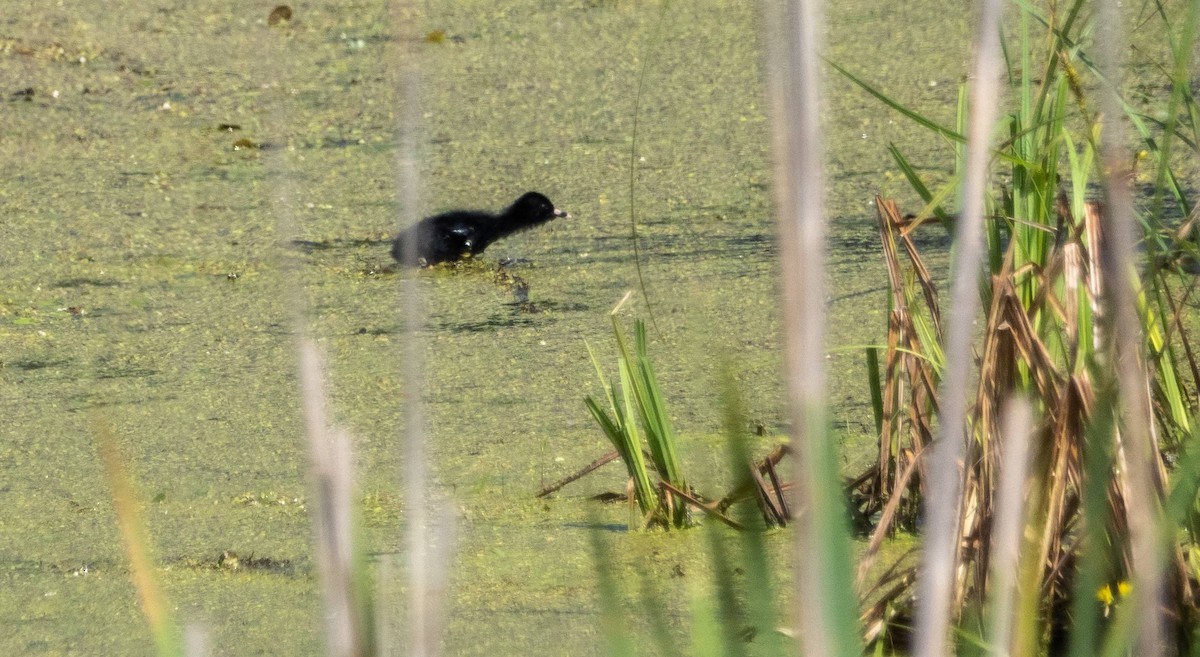 Virginia Rail - ML620520736