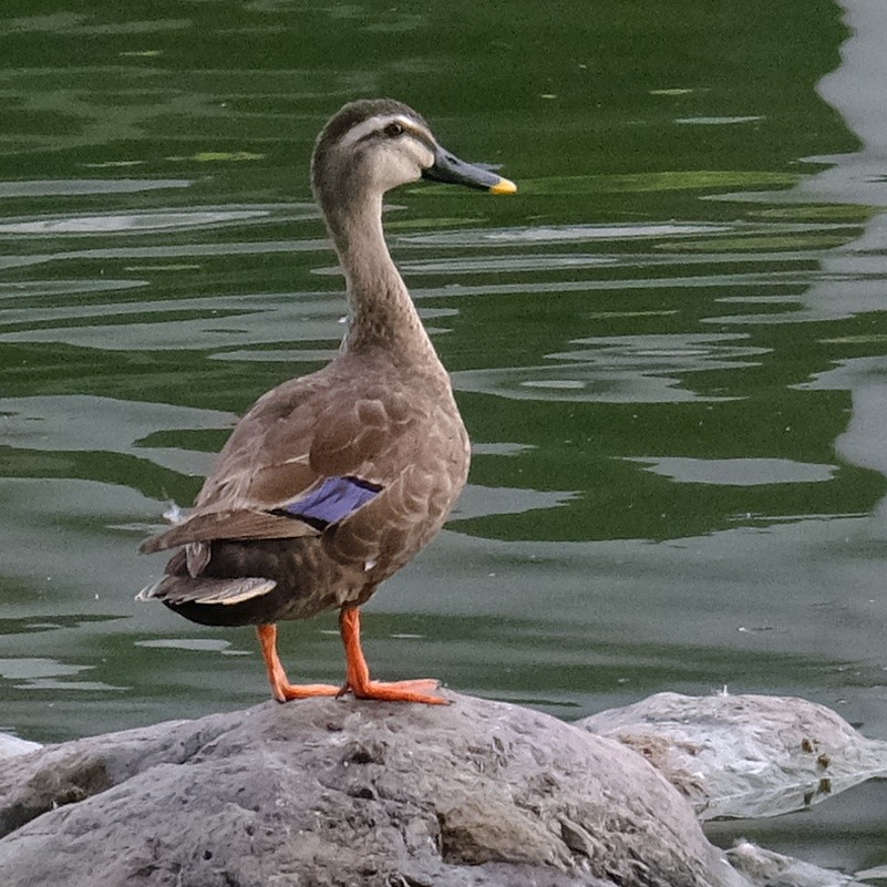 Eastern Spot-billed Duck - ML620520738