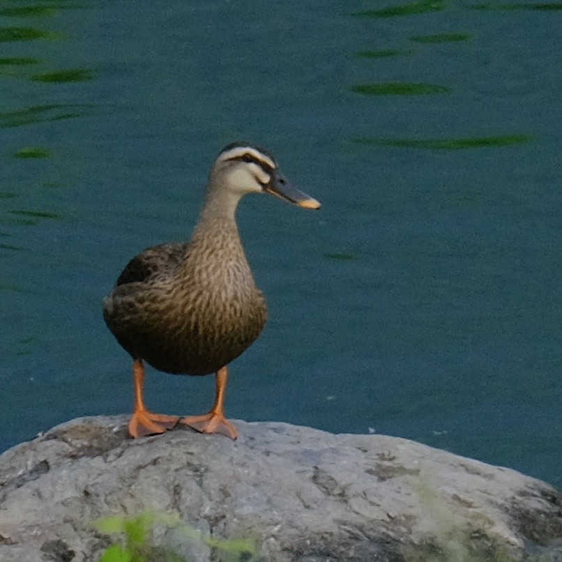 Eastern Spot-billed Duck - ML620520739