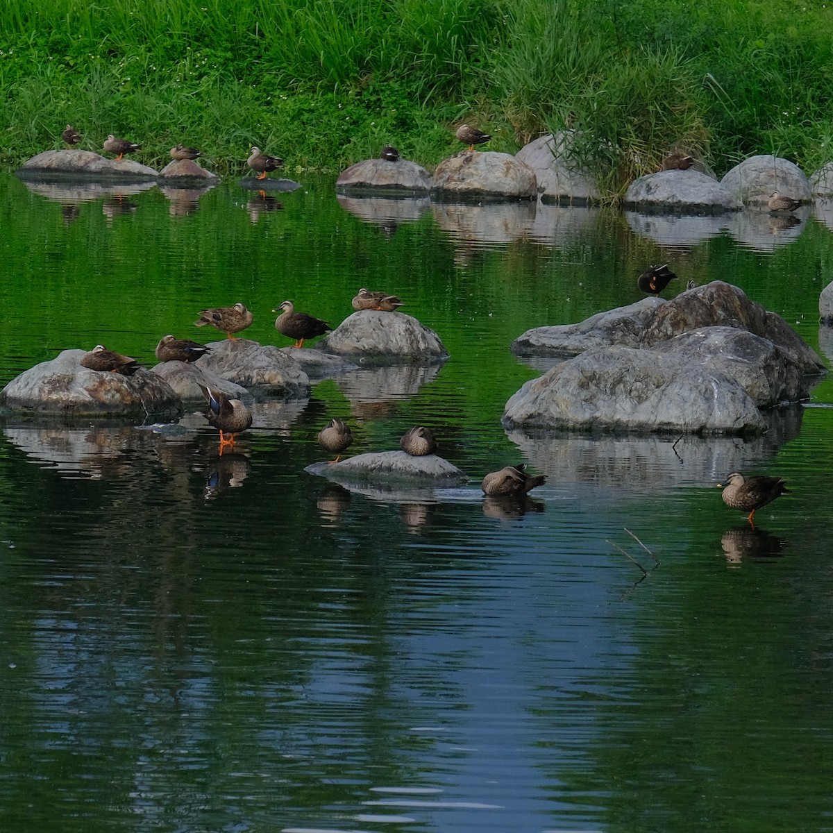 Eastern Spot-billed Duck - ML620520740