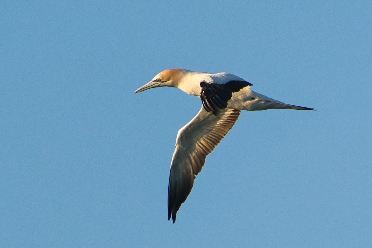 Australasian Gannet - ML620520744