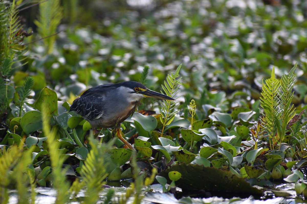 Striated Heron - ML620520749