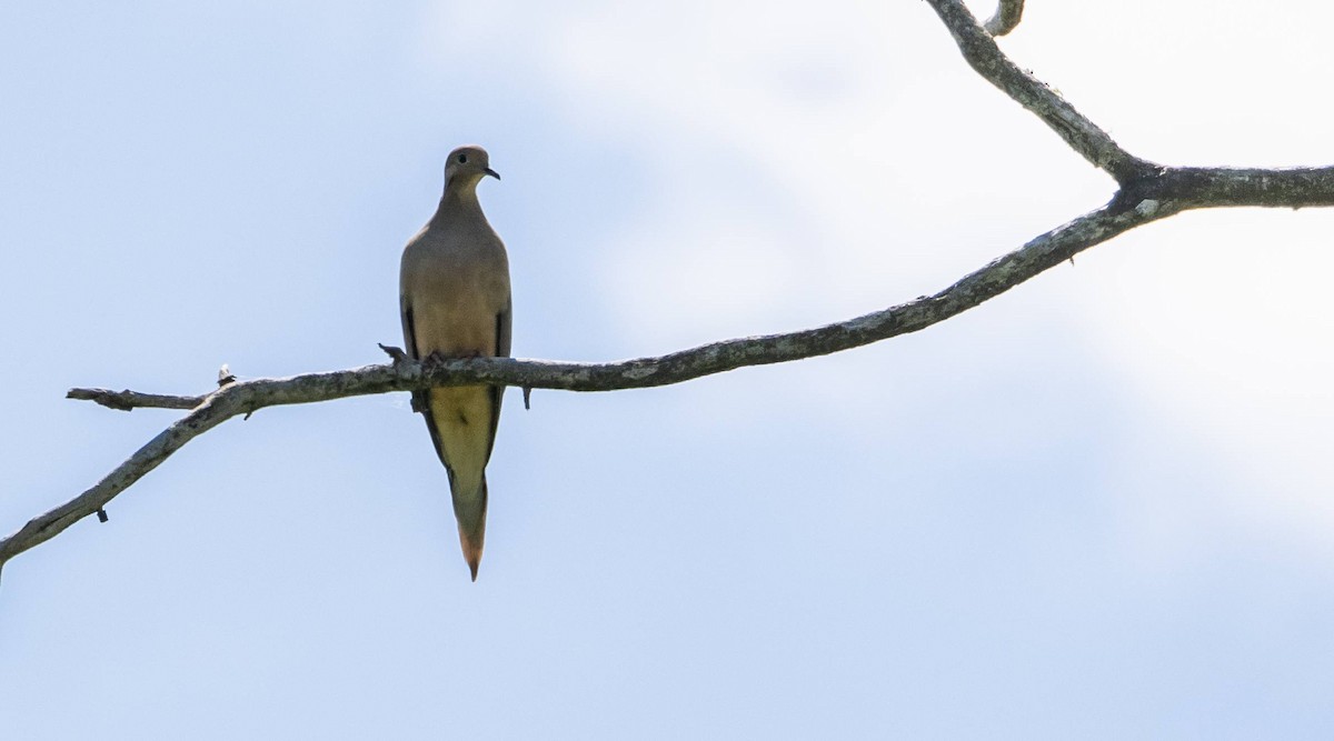 Mourning Dove - ML620520750