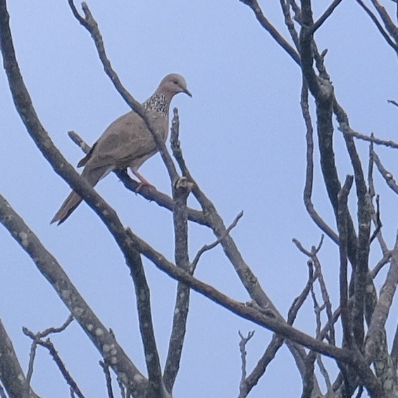 Spotted Dove - ML620520752