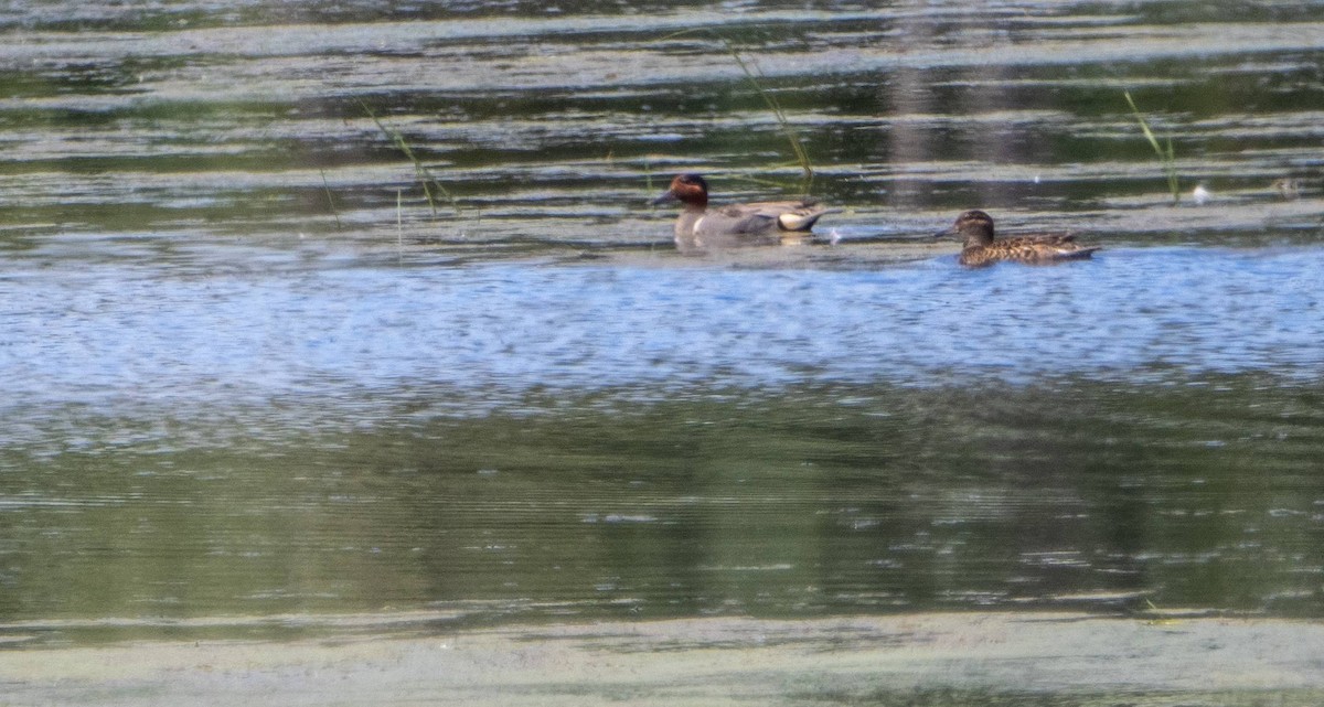 Green-winged Teal - ML620520755