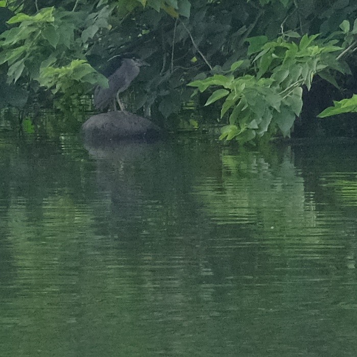 Black-crowned Night Heron - ML620520759