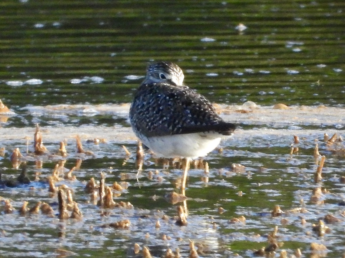 Lesser Yellowlegs - ML620520760