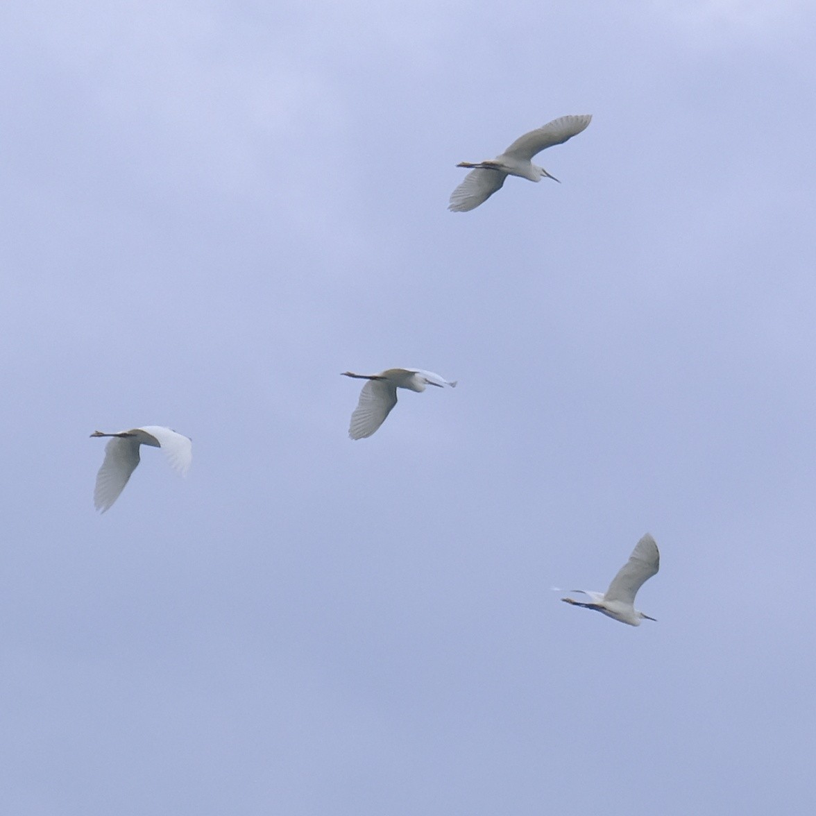 Little Egret - ML620520763