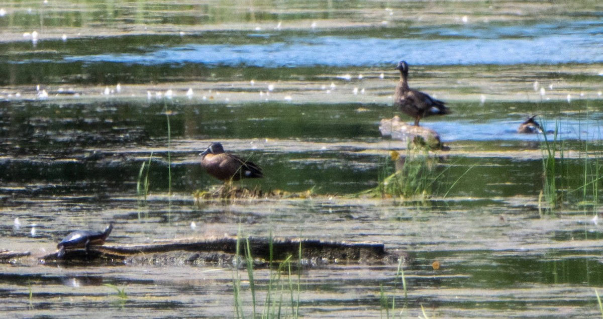 Blue-winged Teal - ML620520765