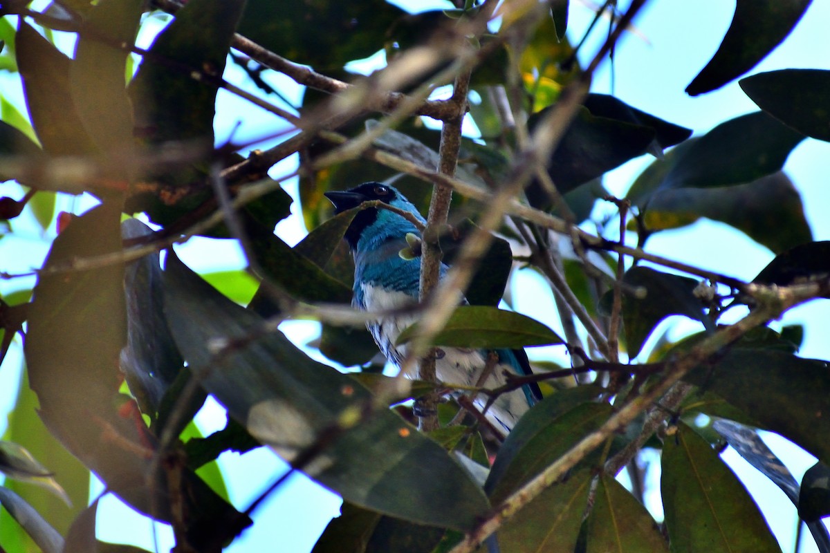 Tangara Golondrina - ML620520767