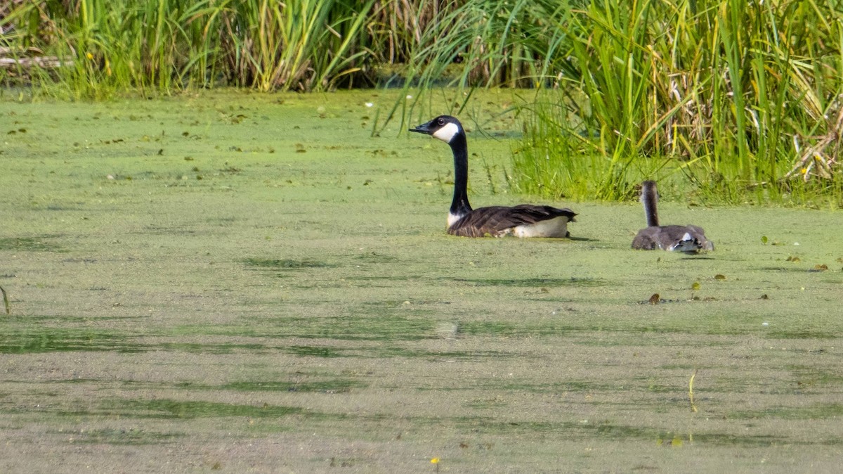 Canada Goose - ML620520769