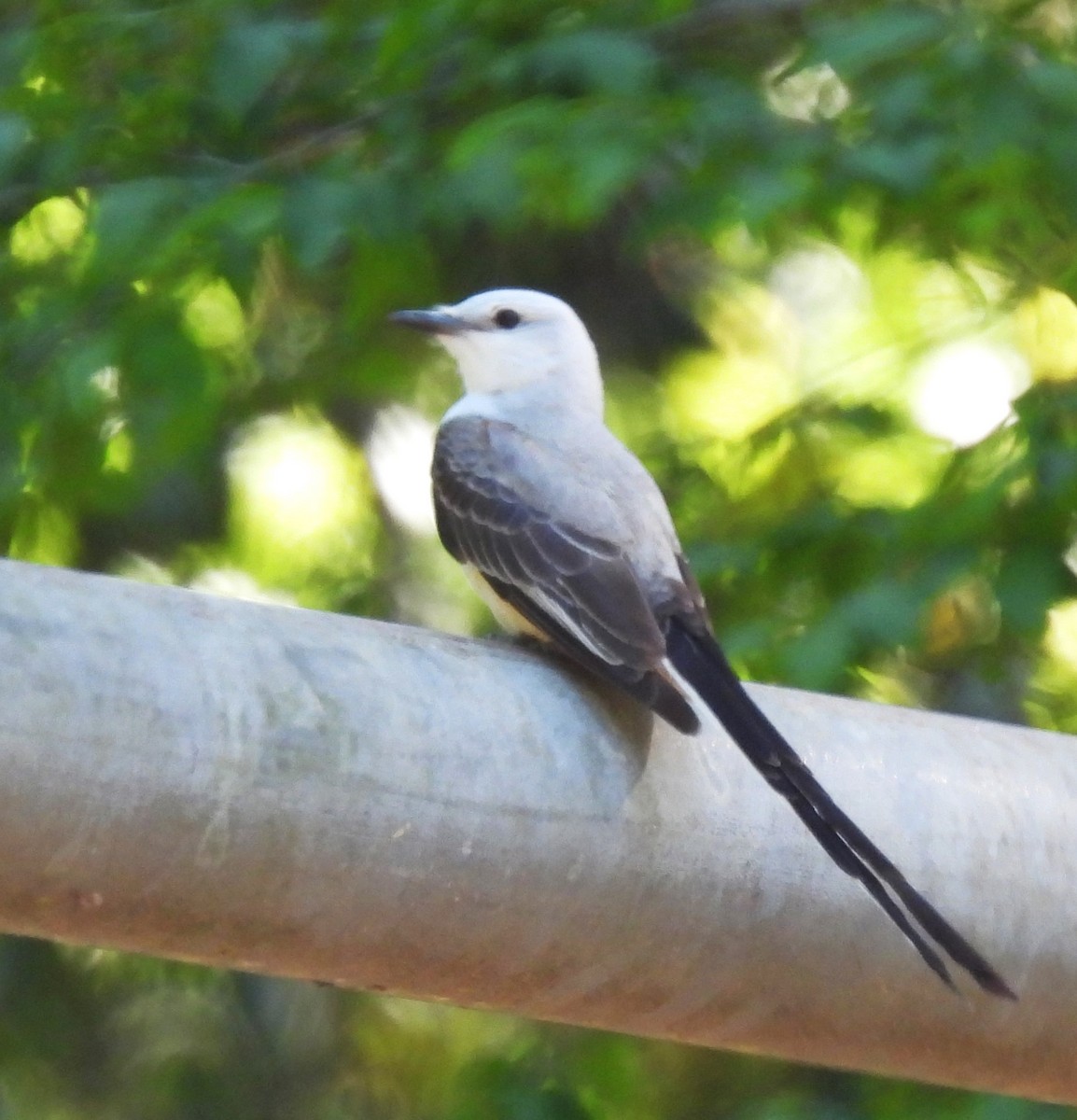 Scissor-tailed Flycatcher - ML620520773