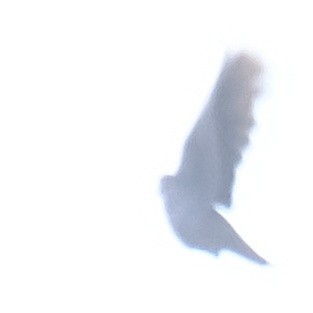 Black-winged Kite - ML620520774