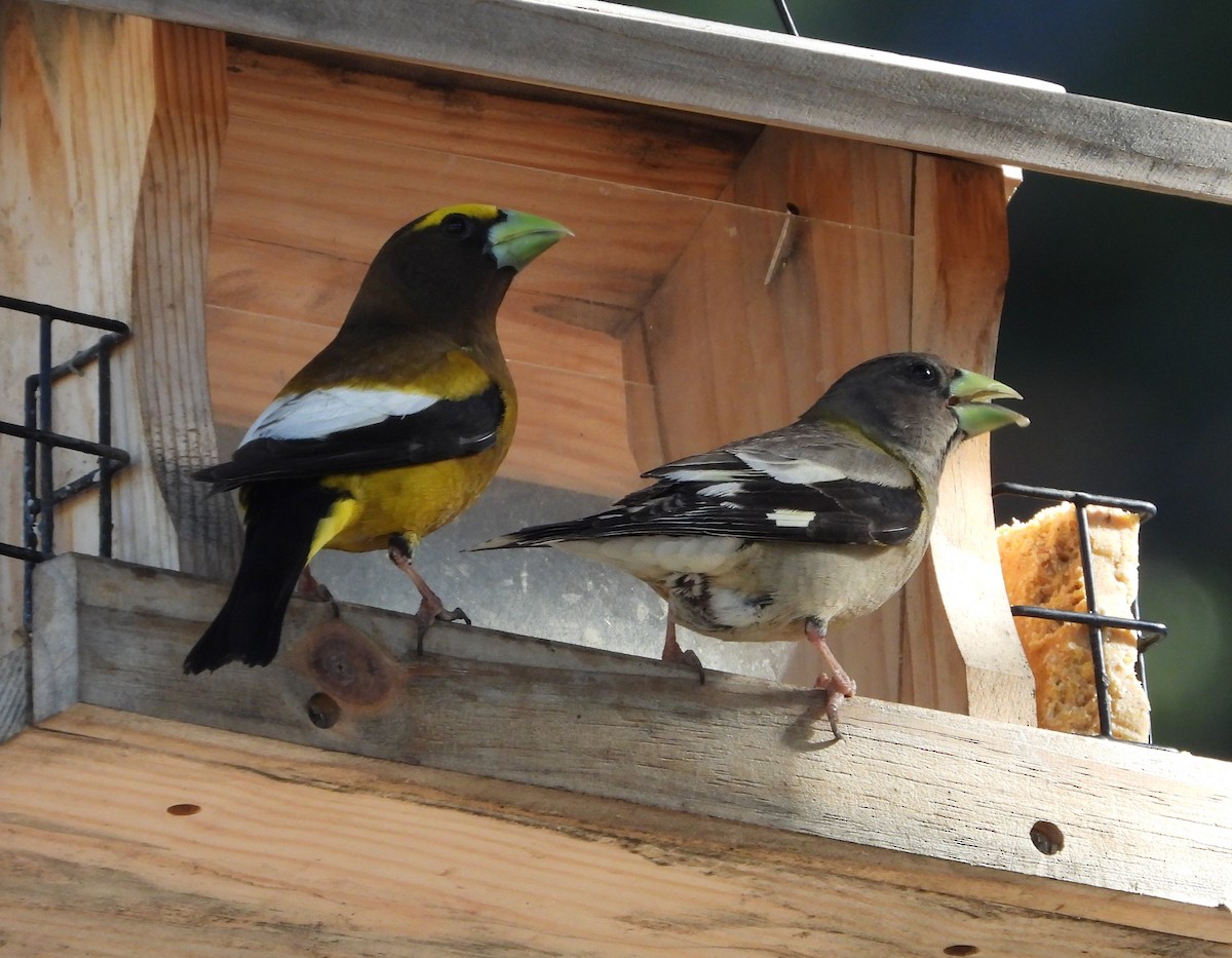 Evening Grosbeak - ML620520779