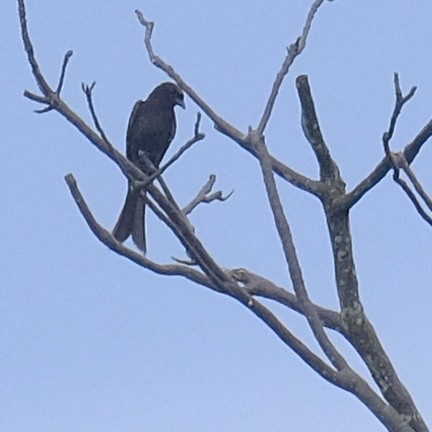 Black Drongo - ML620520780