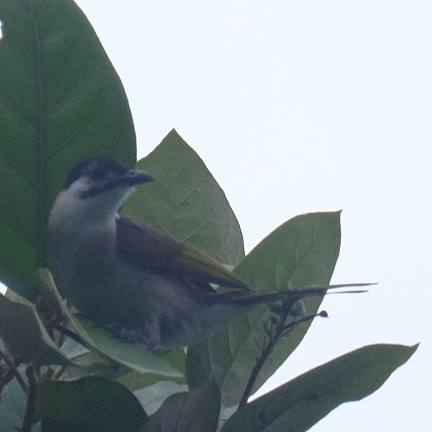 Styan's Bulbul - ML620520783