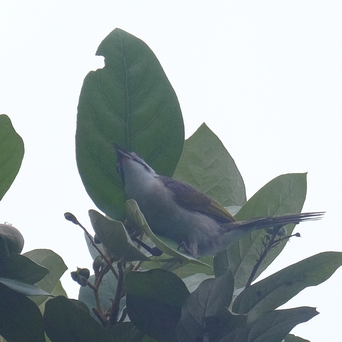 Styan's Bulbul - ML620520784