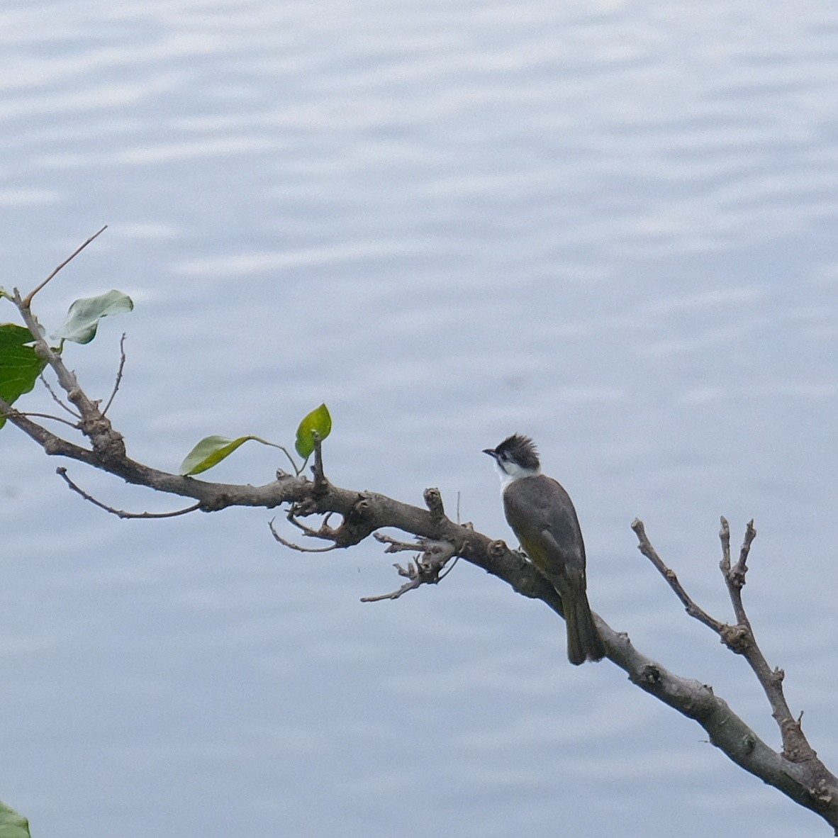 Bulbul de Taïwan - ML620520785