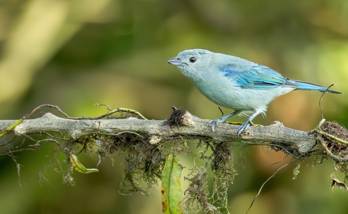 Blue-gray Tanager (Blue-gray) - ML620520789