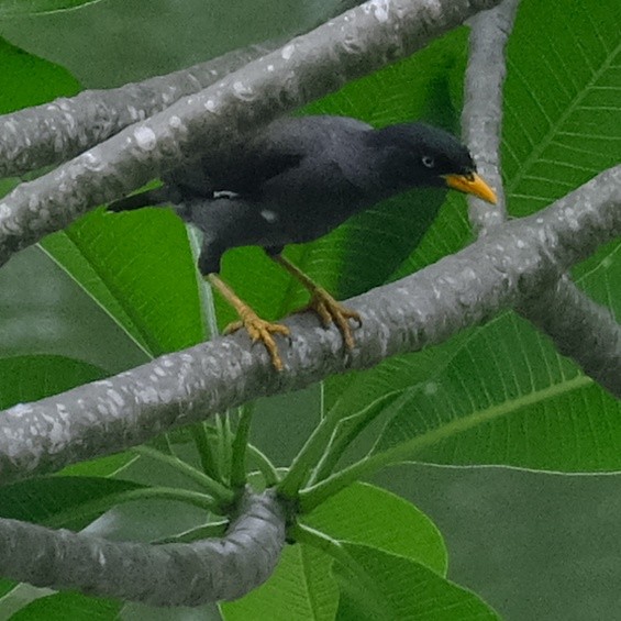 Javan Myna - ML620520792