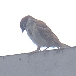 Eurasian Tree Sparrow - ML620520794