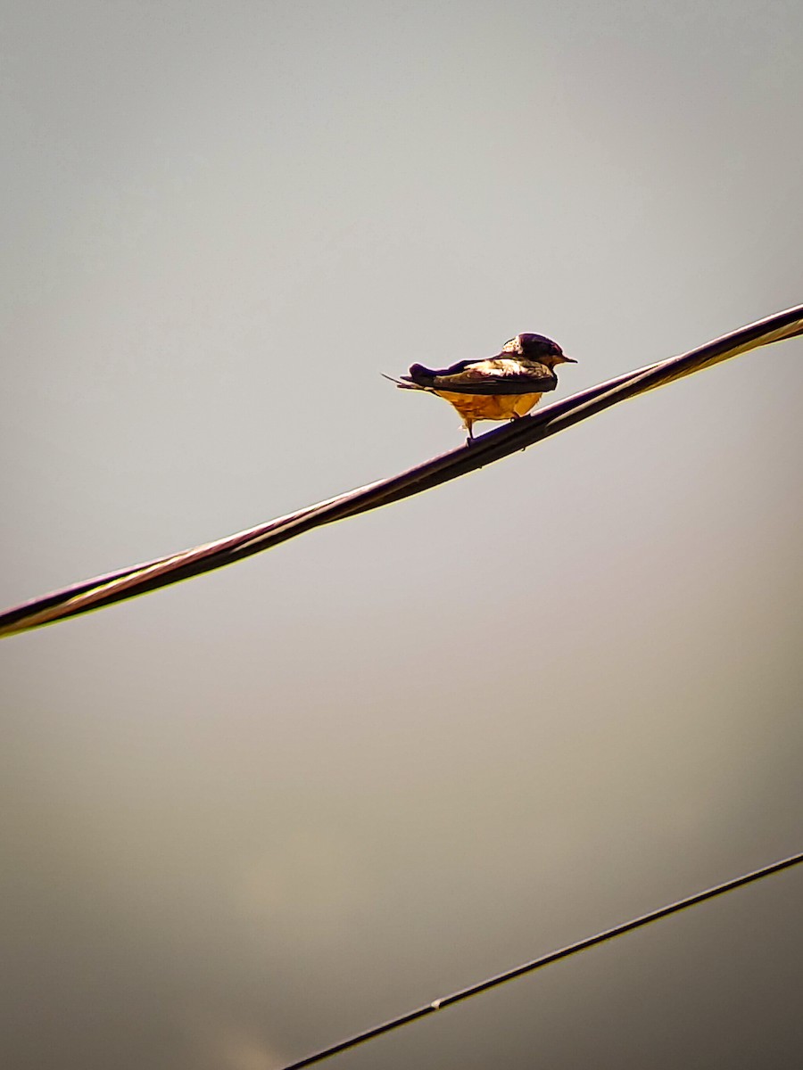 Barn Swallow - ML620520795