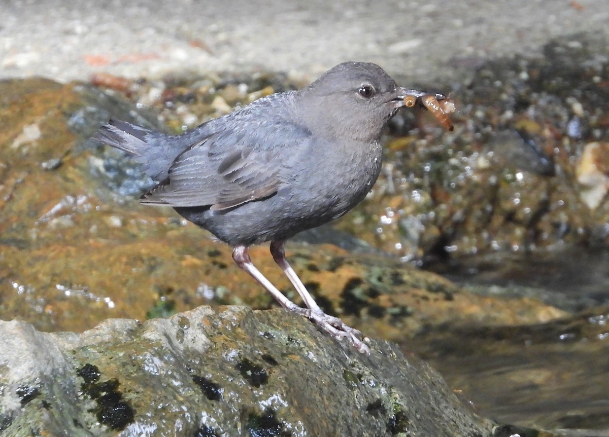 American Dipper - ML620520801