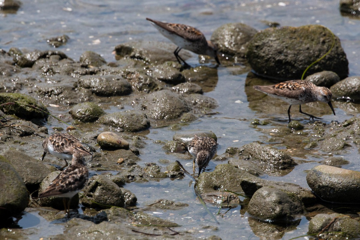 Least Sandpiper - ML620520810