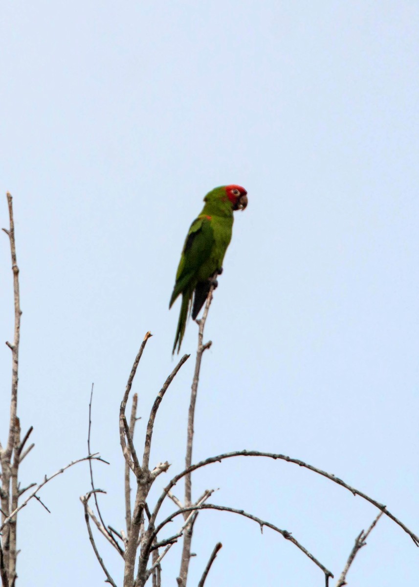 Red-masked Parakeet - ML620520816