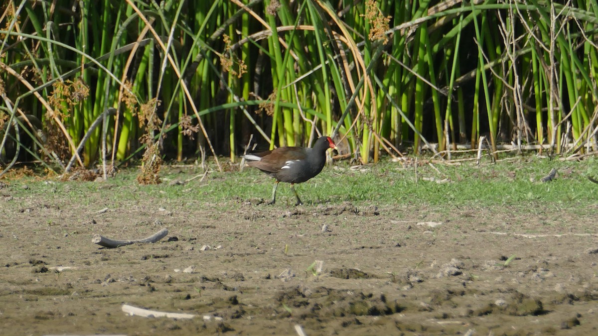 Common Gallinule - ML620520817