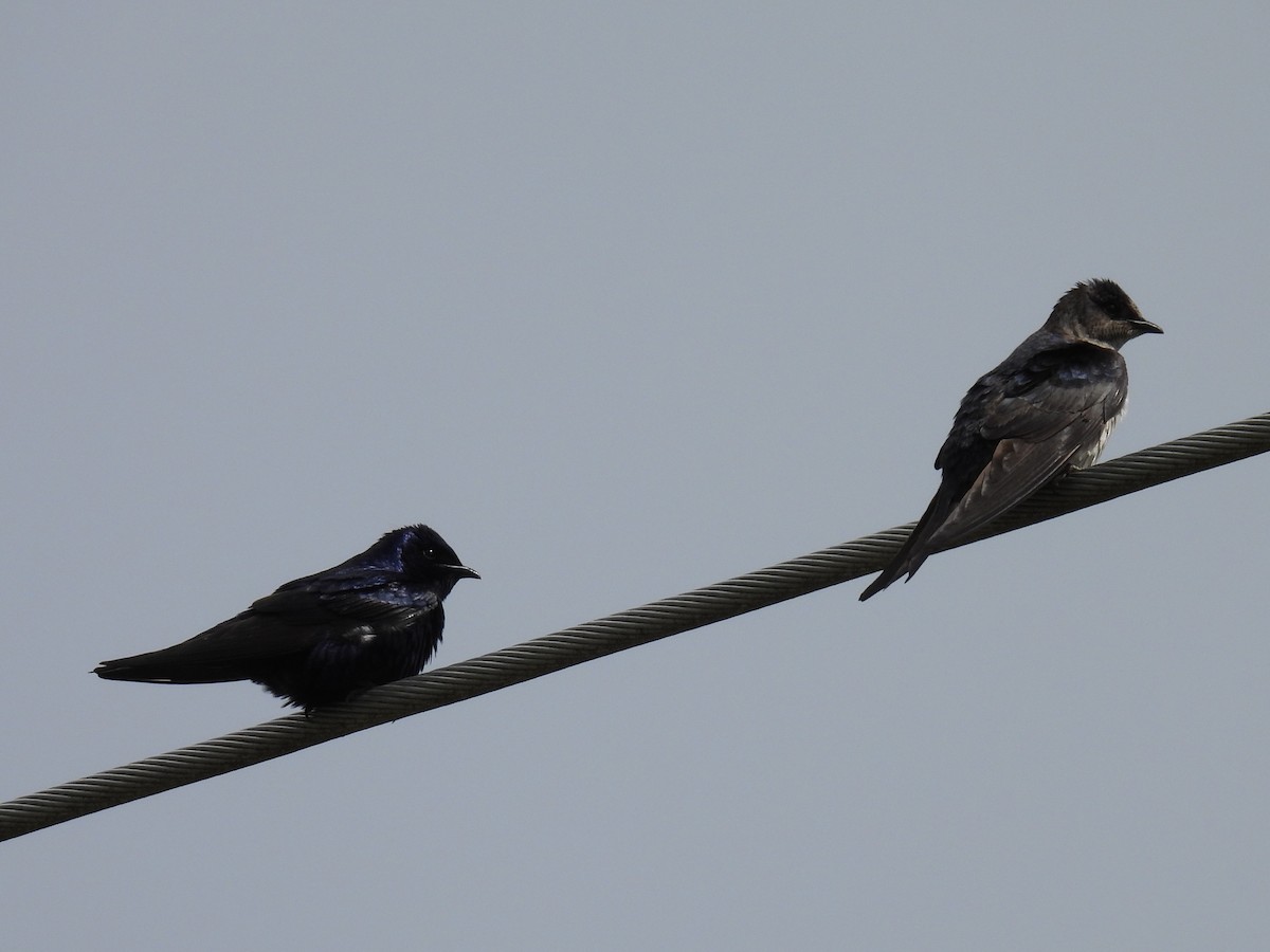 Purple Martin - ML620520818