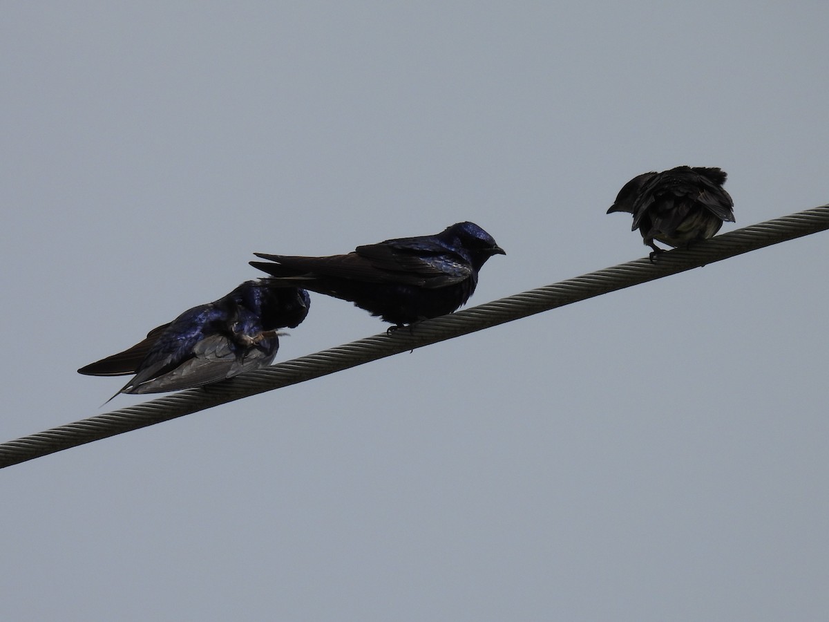 Purple Martin - ML620520819