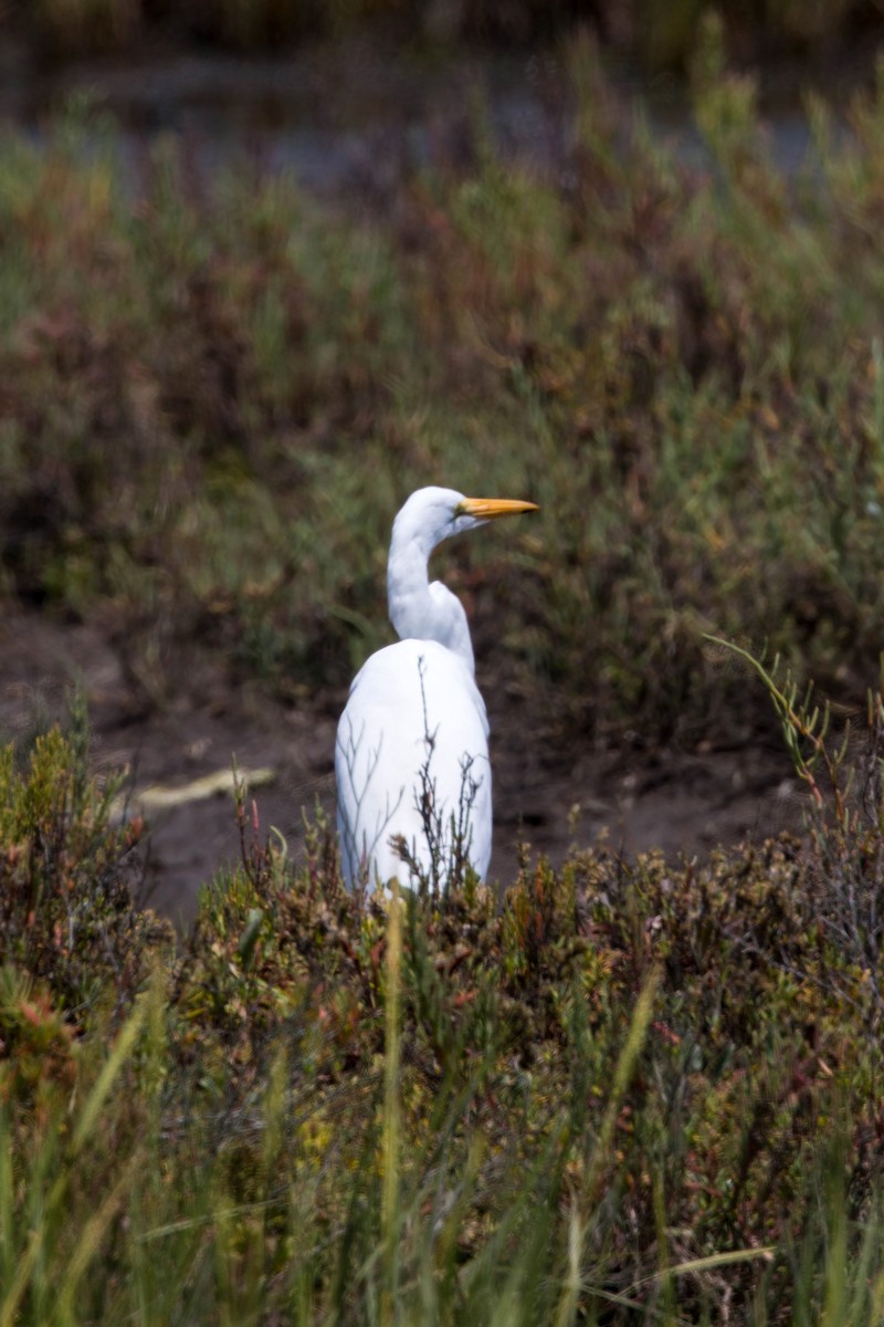 Great Egret - ML620520820