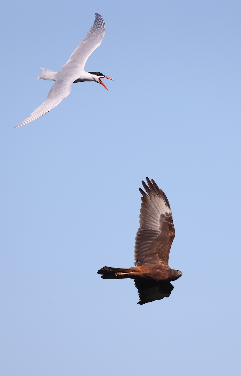 Swamp Harrier - ML620520828