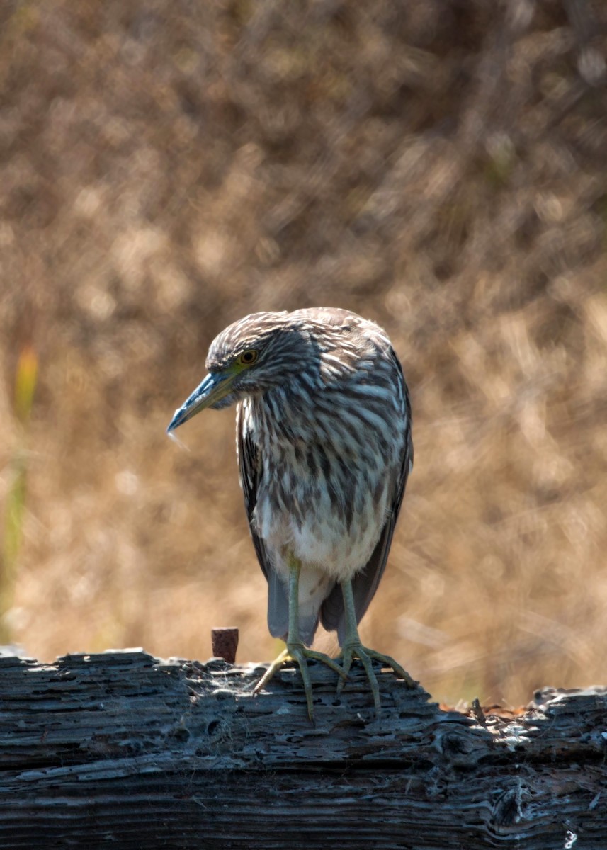 Black-crowned Night Heron - ML620520829