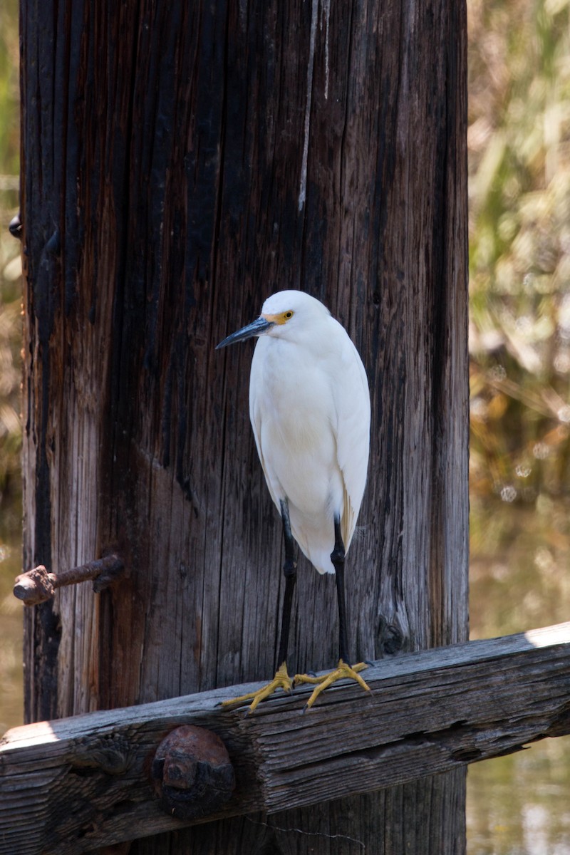 Snowy Egret - ML620520833