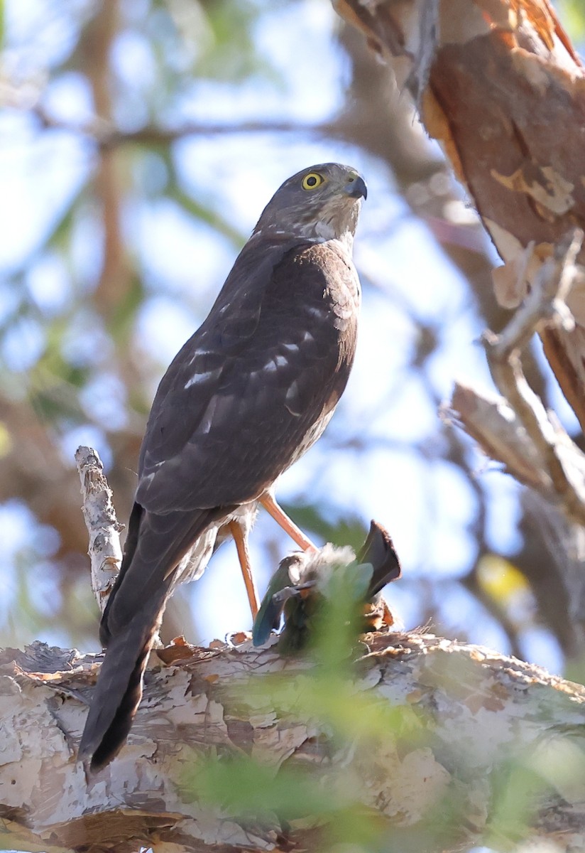 Collared Sparrowhawk - ML620520834