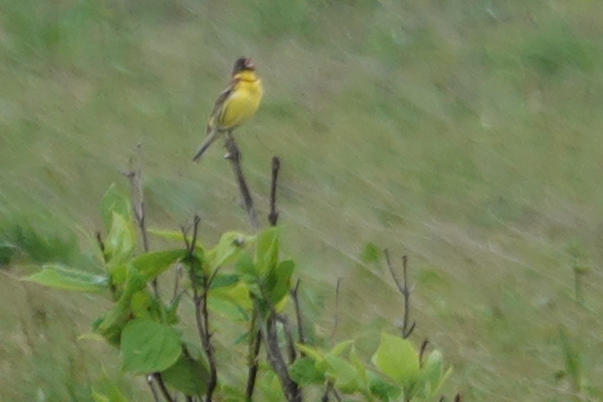 Yellow-breasted Bunting - ML620520835