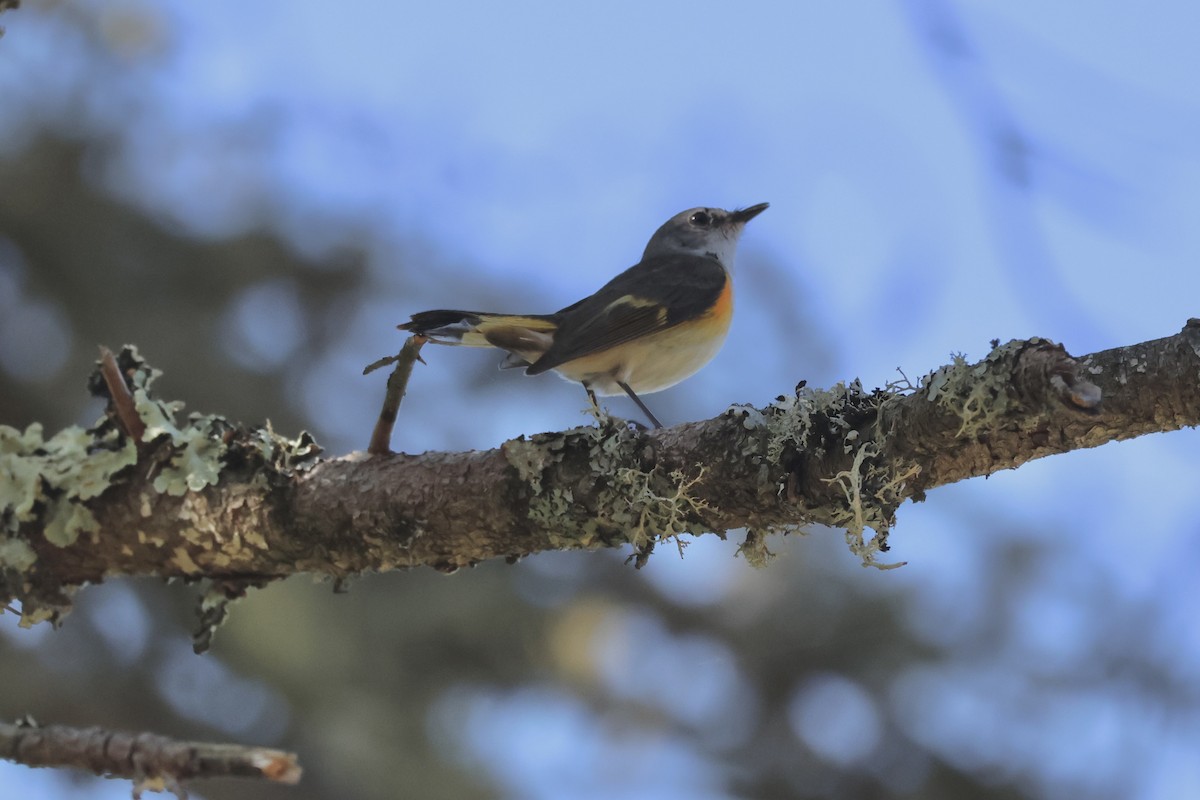 rødstjertparula - ML620520841